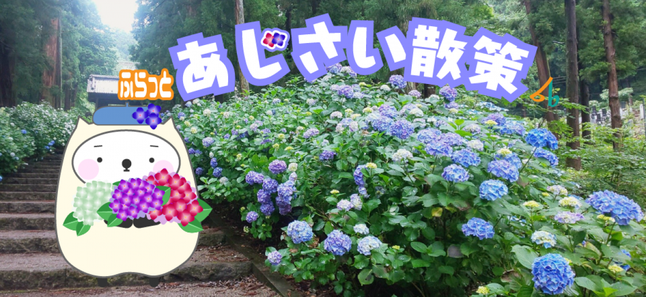 紫陽花特集