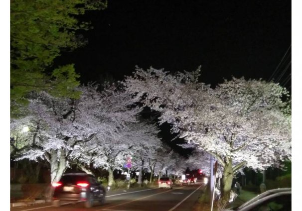 夜桜をライトアップ