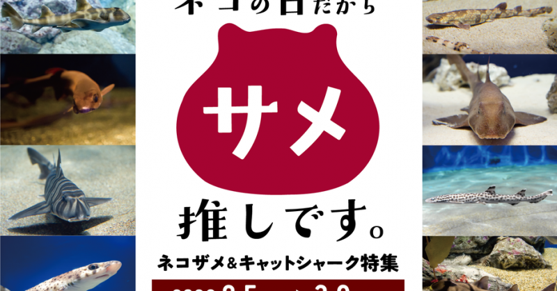 ネコの日だからサメ推しです。ネコザメ&キャットシャーク特集|イベント掲示板|ふらっとろーかる