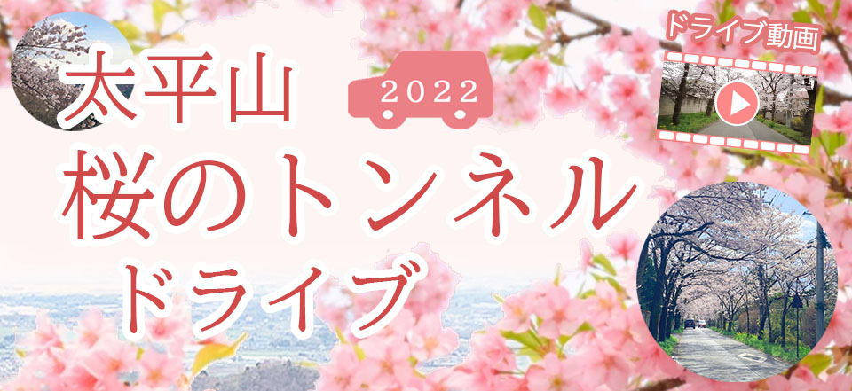太平山 「桜のトンネル」ドライブ