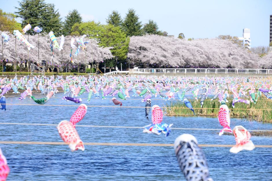 館林さくらとこいのぼりの里まつり｜イベント掲示板｜ふらっとろーかる