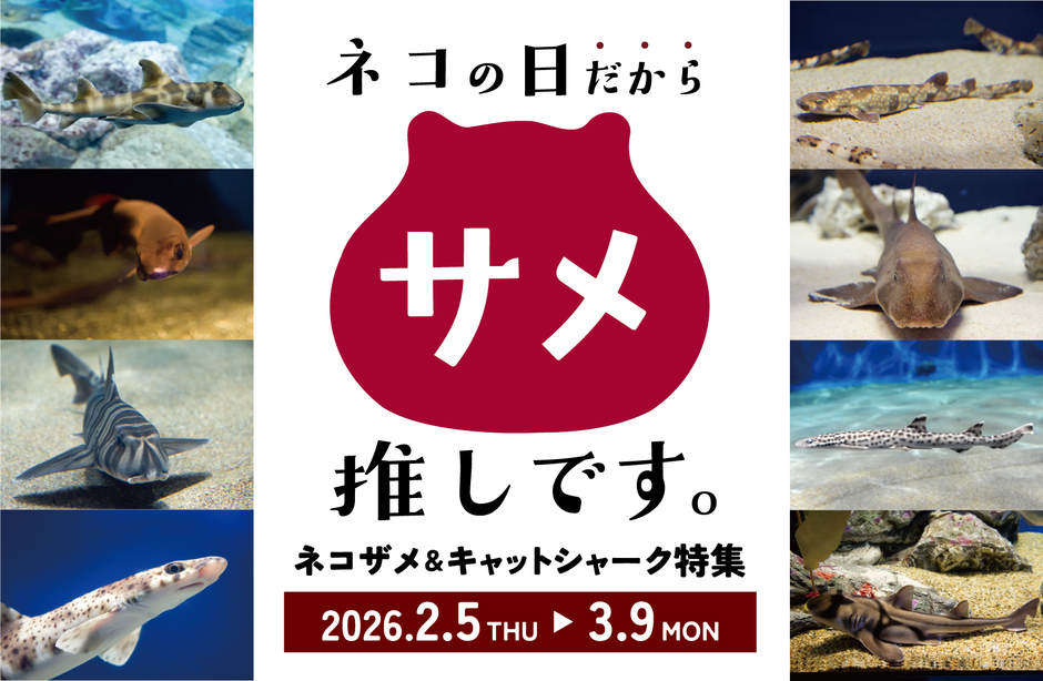 ネコの日だからサメ推しです。ネコザメ＆キャットシャーク特集