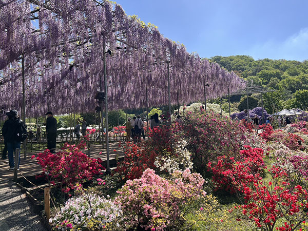 【足利市】藤が満開！ふじのはな物語