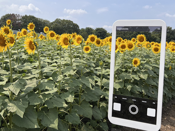 夏の青空に映える、10万本のひまわり|レポート|ふらっとろーかる 夏の青空に映える、10万本のひまわり|レポート|ふらっとろーかる