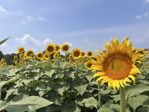 夏の青空に映える、10万本のひまわり｜レポート｜ふらっとろーかる